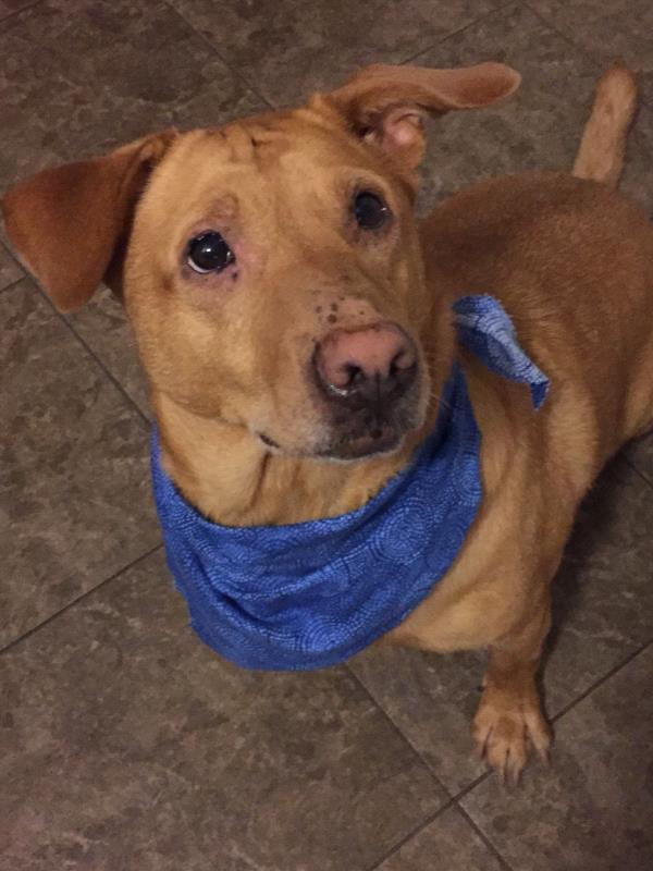 /Images/uploads/Homeward Bound Pet Rescue/HBPR_Photocontest/entries/12110thumb.jpg